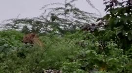 Vicious leopard spotted strolling near waste plant in central India