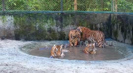 Mother and her three cubs cool down on International Tiger Day
