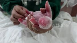 World's heaviest captive panda cub born in southern China