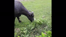 Buffalo grazing in fields / Buffalo grazing in the open green field