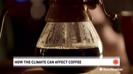How climate change could ruin your morning coffee fix