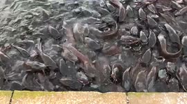 Hungry catfish crawl ashore to receive rice flakes