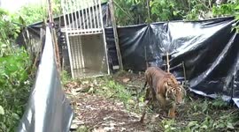 Rare tiger released back into wild on International Tiger Day