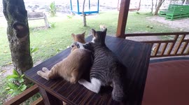 Cat Kissing His Girl Friend at Sea Shore on Table in A Beautiful Island