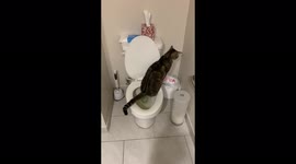 Smart cat pees in toilet without ever being trained