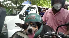 Dog wears helmet for road safety in eastern India