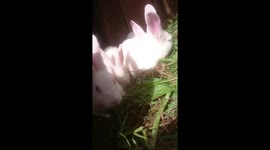 Satisfying!❤️ Rabbit