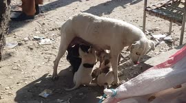 cute puppies feeding by their mom