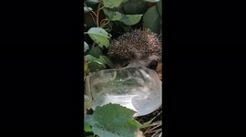 Thirsty hedgehog enjoys fresh water after being trapped for days in vegetable garden
