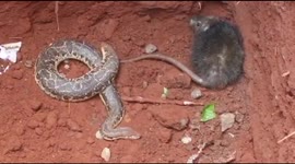 Survival of the fittest: Snake and a Rodent fights for the survival in South India.