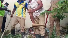 Rat snake pulled out of pile of rubbish in India