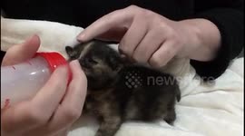 Tiny orphaned kitten drinks from her milk bottle after being rescued in South Africa