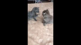 Tiny rescued kittens meet each other for the first time but are uncertain
