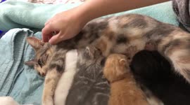 Abused mother cat and tiny kittens rescued in South Africa are now safe