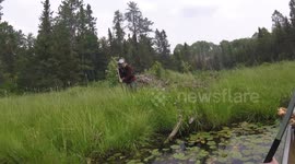 This is a Clip of My Son Gathering Wood From a Beaver Dam in Boundary Waters Canoe Area Wilderness