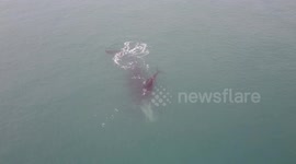 Drone footage captures moment mother whale and its calf swim together in South Africa