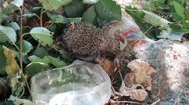 The hedgehog quenches his thirst in the heat, after being released from captivity.