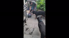 Trio of Rottweilers baffled by automatic ball launcher