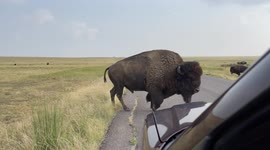 Just a bison crossing the road near Denver, Colorado