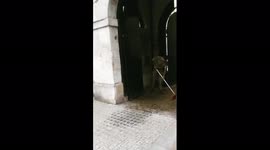 Sweeping up at Horseguards Parade London. A soldiers work is never done!