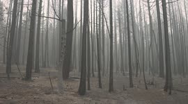 A charred forest still smolders with smoke near Quincy, California - Dixie Fire - Wildfire - 2021