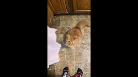 Watch as cat gets hit with deli ham in slow motion. Super funny