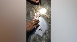 Thai fisherman helps pregnant stingray deliver her babies