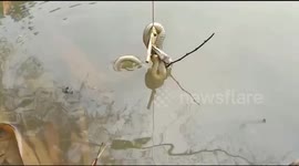 Two children saved one snake's life from fishing stick's nail in Eastern India