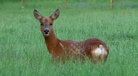 Beautiful dawn footage of Roe deer feeding on buttercups
