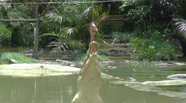 Crocodiles jump for food in Borneo