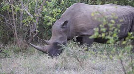 Adult Rhino with Baby 1