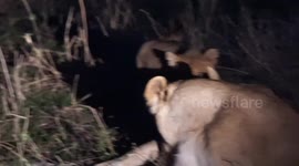Lion Cub Playing with Lionesses