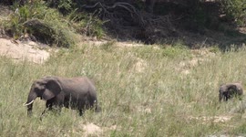 Elephant Herd, Kruger
