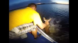 Father and son rescue drowning fawn