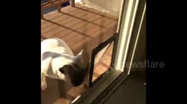 French Bulldog runs into window