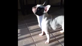 French Bulldog So Mesmerized by Reflections She Doesn't Watch Where She's Going