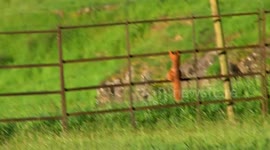 Red squirrels fight back in Grasmere, UK