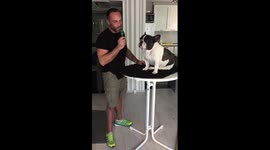Cute dog howls along to song