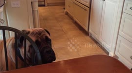 Adorable bullmastiff puppy intensely watching movie