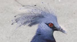 Victoria crowned pigeon