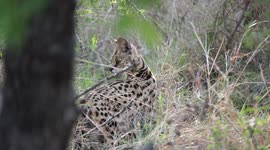 African Serval Cat catches a mouse in a private reserve west of Kruger National Park, South Africa.