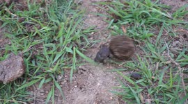 Dung Beetle