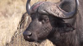 Buffalo