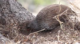 Sandgrouse Eating