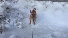 Chihuahua slipping on ice