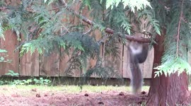 Squirrel Spring Frolic