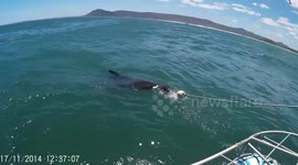 Great White 1