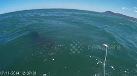 Great White 2