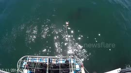 Great White 3