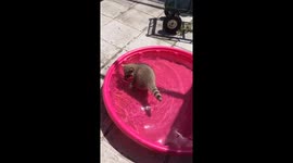 Raccoons play in kiddie pool
